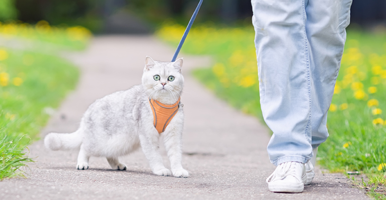 Как надеть шлейку на кошку правильно и приучить гулять