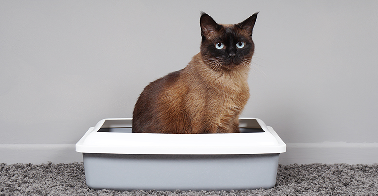 Наполнители для кошачьего туалета iCat: какой выбра
