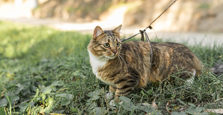 Поводок для кошек: виды, материалы, как выгуливать