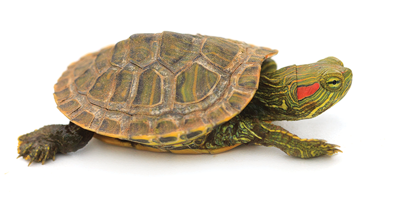 Черепаха красноухая: уход в домашних условиях, кормление, содержание