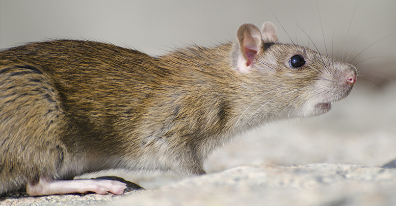 Сколько живут крысы декоративные в домашних условиях, чем их кормить, как содержать
