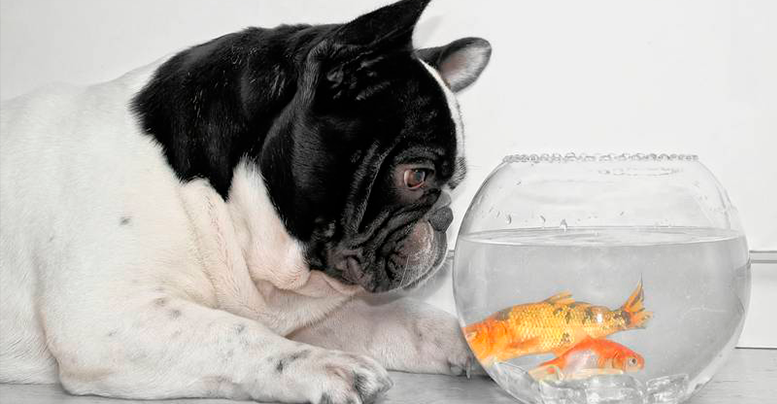 Какую рыбу можно давать собаке, польза и вред